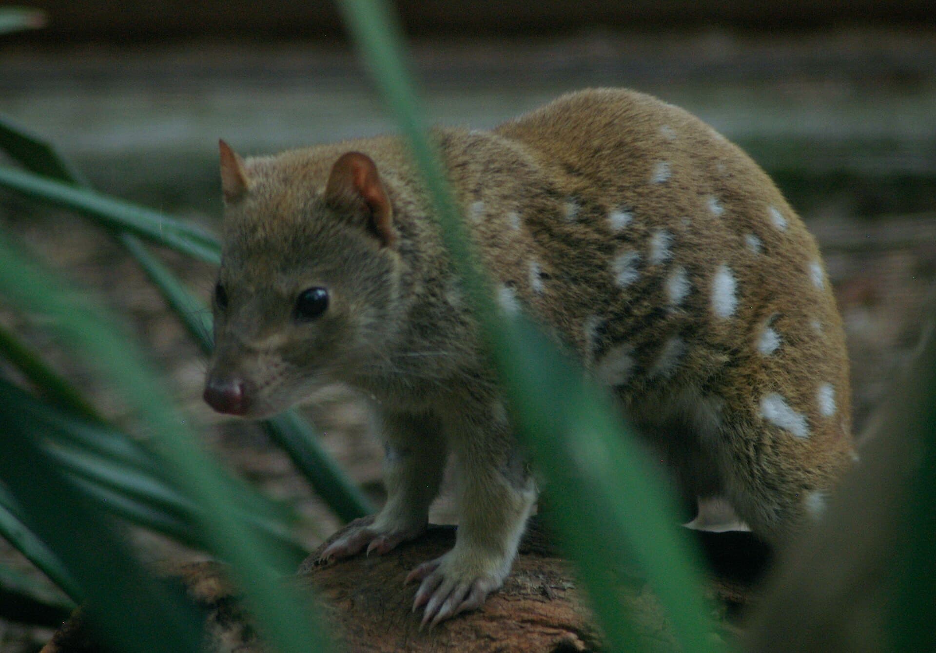 A spotted-tailed quoll in low light among eucalypt understorey.