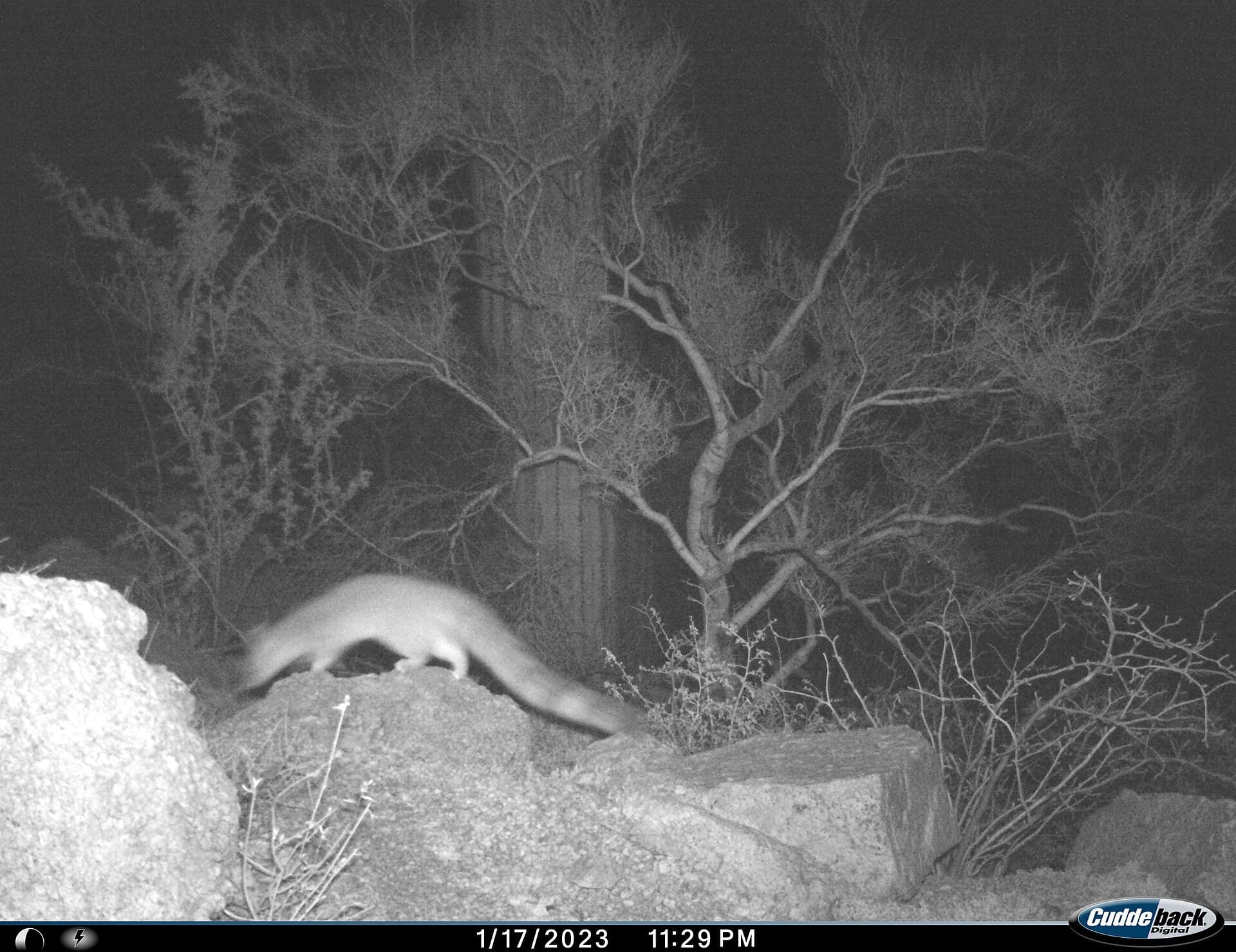 A night-time wildlife camera-trap photograph.